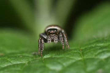 Beautiful jumping spider close-up in the nature. Macro shot
