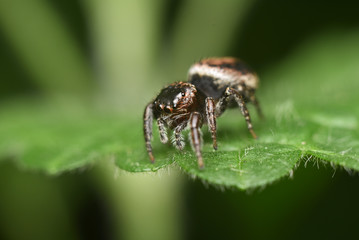 Beautiful jumping spider close-up in the nature. Macro shot