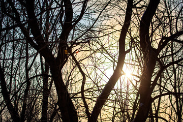 Leafless tree branches at dawn of the sun