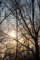 Leafless tree branches at dawn of the sun