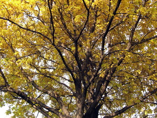 tree in autumn