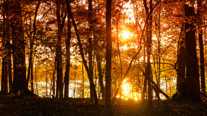 A scenic autumn view of sunlight shining through trees on a lake shore.