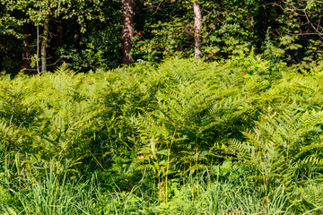 Green fern in a forest
