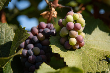 Red wine grapes at veraison