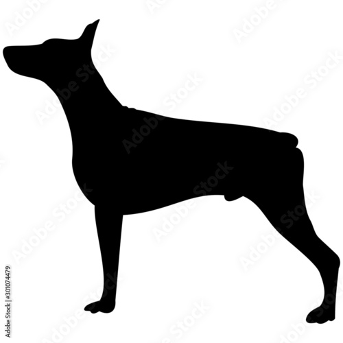 Schattenbild Von Einem Dobermann, Hund, Isoliert Freigestellt Vor Weißem  Hintergrund Wall Mural-Rick H. Sanders
