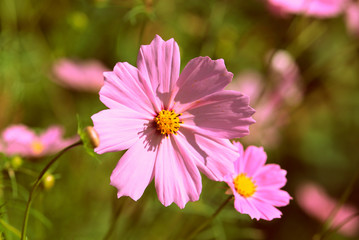 Fototapeta premium Cosmos flower in the summer garden on a sunny day close up. Retro style toned