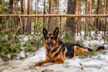 Dog German Shepherd in the forest in an early spring