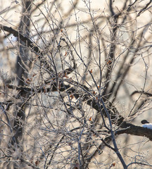 Tree branches in the snow at dawn of the sun