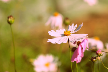 Obraz premium Cosmos flower in the summer garden on a sunny day close up. Retro style toned