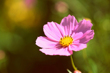 Obraz premium Cosmos flower in the summer garden on a sunny day close up. Retro style toned