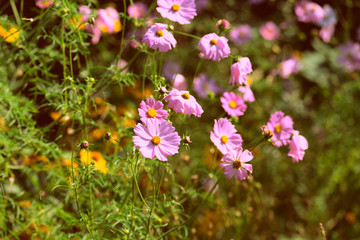 Obraz na płótnie Canvas Cosmos flowers in the summer garden on a sunny day close up. Retro style toned