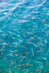 Fish in the blue water of the sea as a background