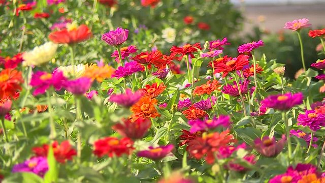 Flowers Of Zinnia In Garden. Garden in summer on a Sunny day