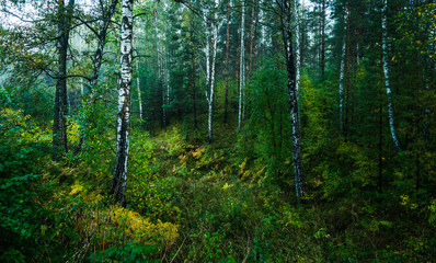 Fototapeta na wymiar Beautiful place in deep of wild summer forest