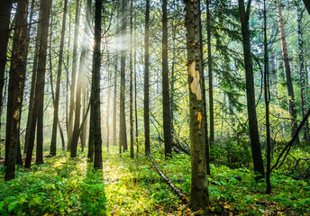 Fototapeta premium Beautiful place in deep of wild summer forest