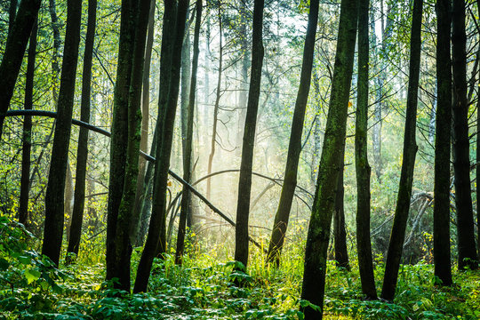 Beautiful place in deep of wild summer forest