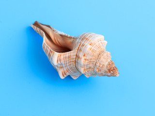 Sea shell isolated on a blue background