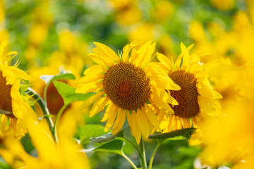Sunflowers grow in the field