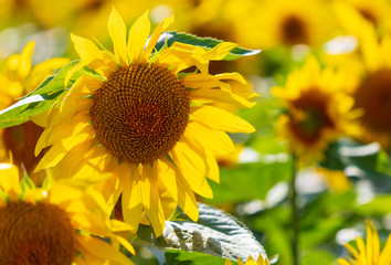 Fototapeta premium Sunflowers grow in the field