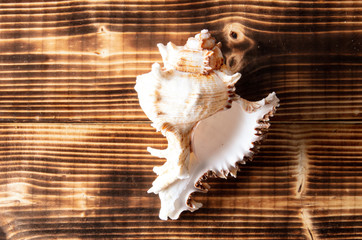 Sea shell on a wooden background