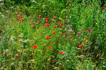 colorful flower bed in the summer park