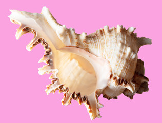 Sea shell isolated on a pink background