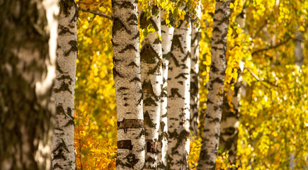 Birch in yellow colors in the fall