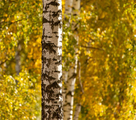 Birch in yellow colors in the fall