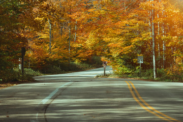 Empty asphalt road in autumn maple forest. Sunny day with colorful leaves.