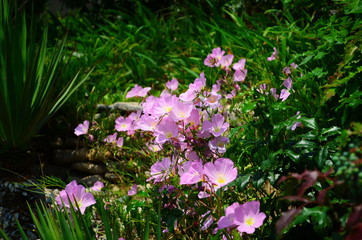 colorful flower bed in the summer park