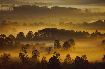 Autumn landscape of the beautiful forest, at sunrise