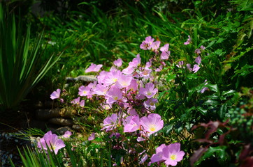 Naklejka premium colorful flower bed in the summer park