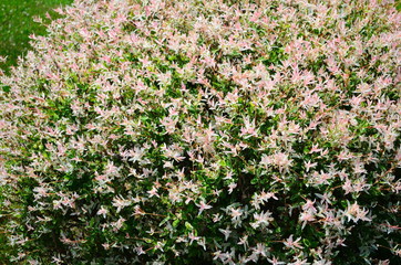 Fototapeta premium colorful flower bed in the summer park