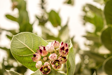 fresh and healthy growing giant milkweed with beautiful crown flowers and cloudy sky in the background 