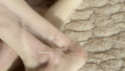 Closeup on white dog with acupuncture needles close to the heel link