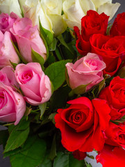 Roses in different colors for background use