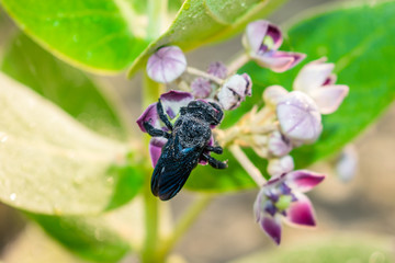 giant milkweed bug is drinking juice from it's flowers 