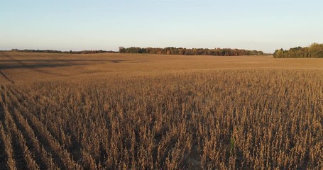 Aerial drone flight over soybean farmland during the golden hour with clear skies and fall colors.  Slow, forward shot over crops in lower Michigan just before harvesting season. - Powered by Adobe
