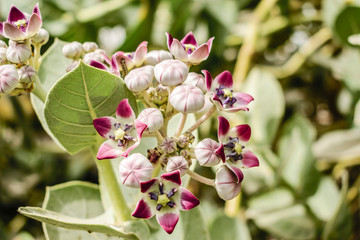 fresh and healthy growing giant milkweed with beautiful crown flowers and cloudy sky in the background 