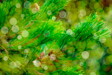 Blurred christmas background. For branches in blurred light