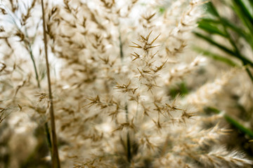 closeup of Cortaderia selloana waving leaves and seeds and breathtaking view of white dark clouds on the sky