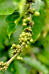 Green coffee beans on the branch with a blurred background