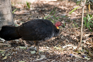 this is a side view of a bush turkey