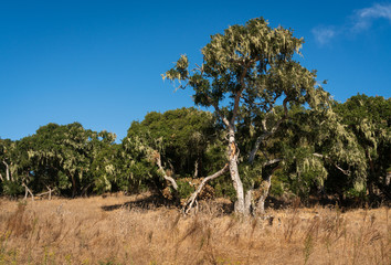 Woodlands at Fort Ord National Monument