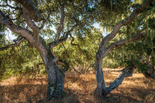 Woodlands at Fort Ord National Monument