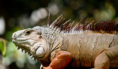 this is a side view of a green iguana