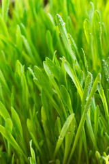 Fototapeta na wymiar Fresh Green Grass with Drops Dew isolated on white with copy space,