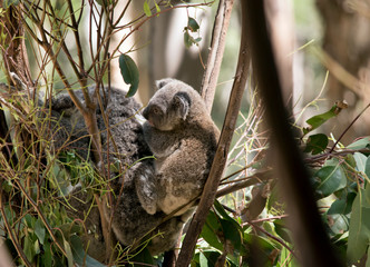 the joey koala is holding onto his mothers back