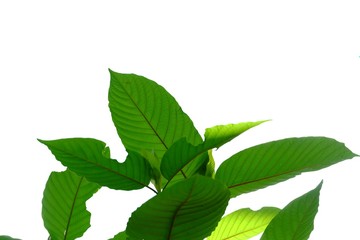 A branch of Kratom leaves with sunlight on white isolated background for green foliage backdrop 