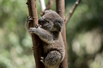 this is a side view of a  young koala